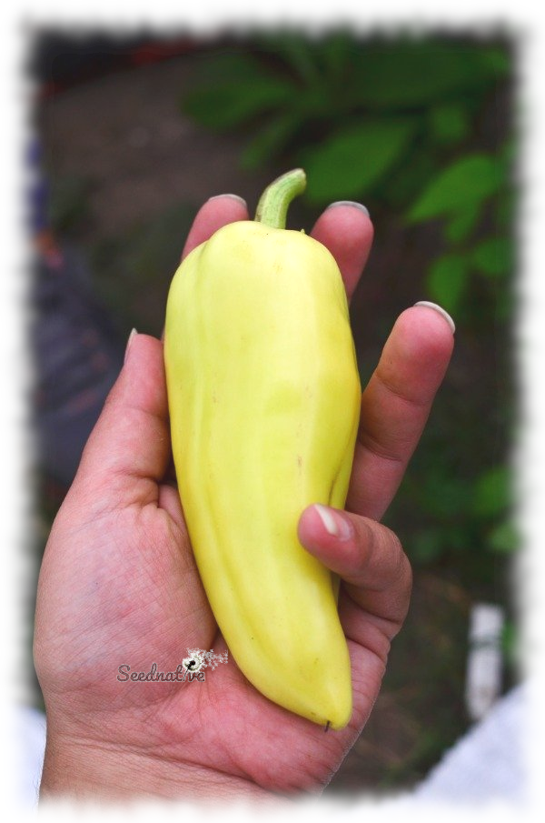 Pimiento Blanco - 100 semillas