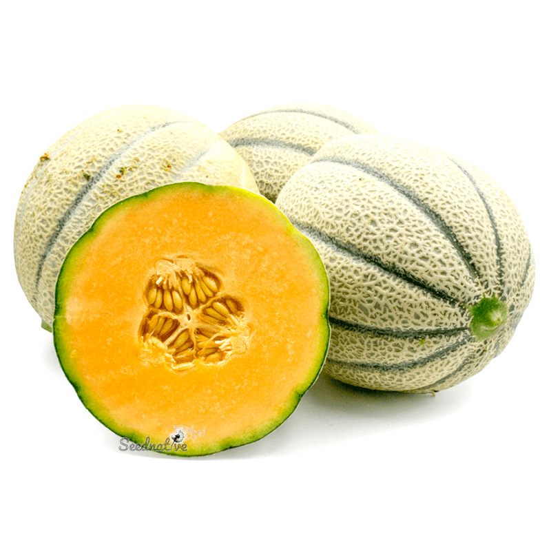 Melón Retato degli ortelani - 50 semillas