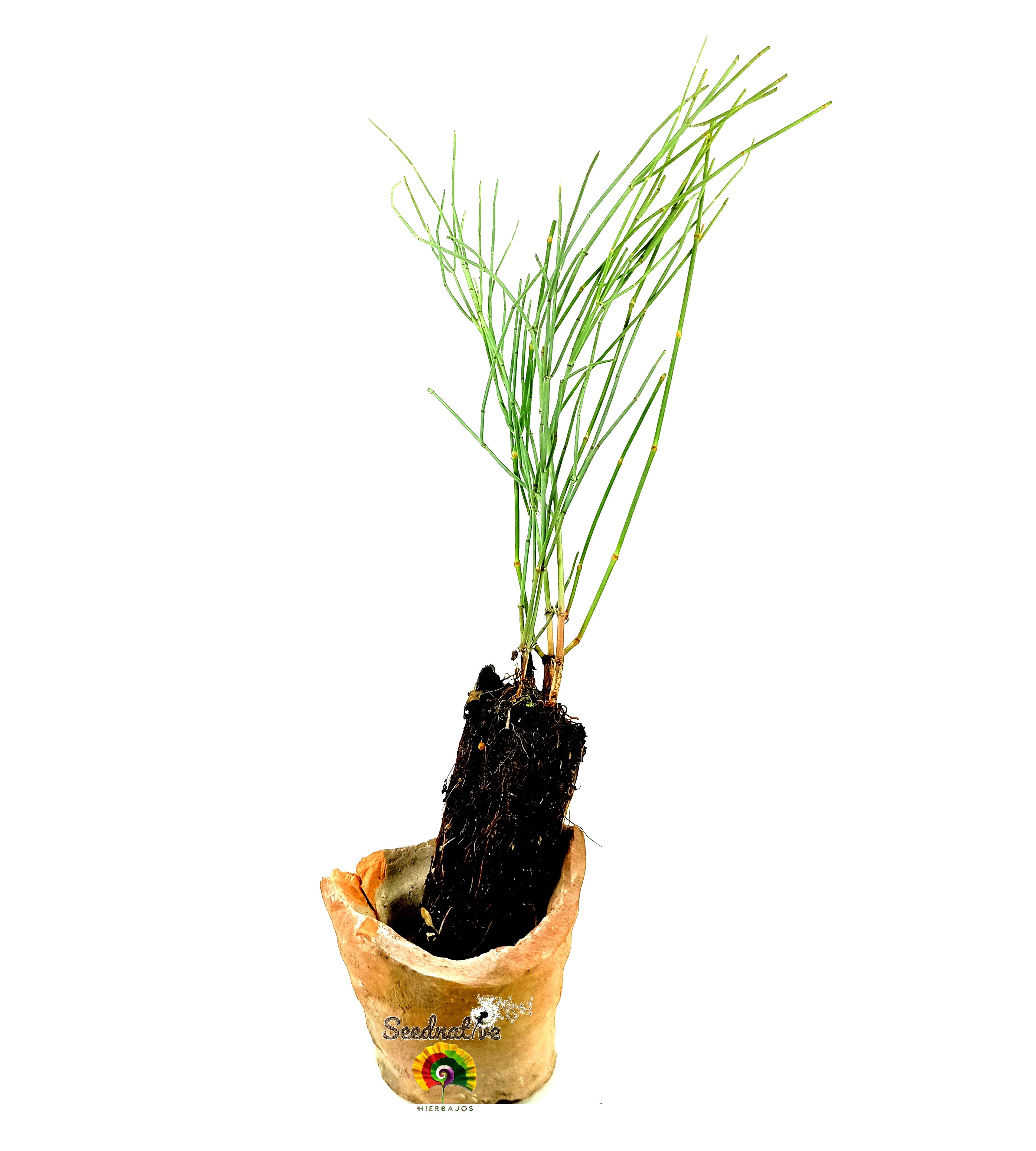 Planta Ephedra fragilis - Efedra
