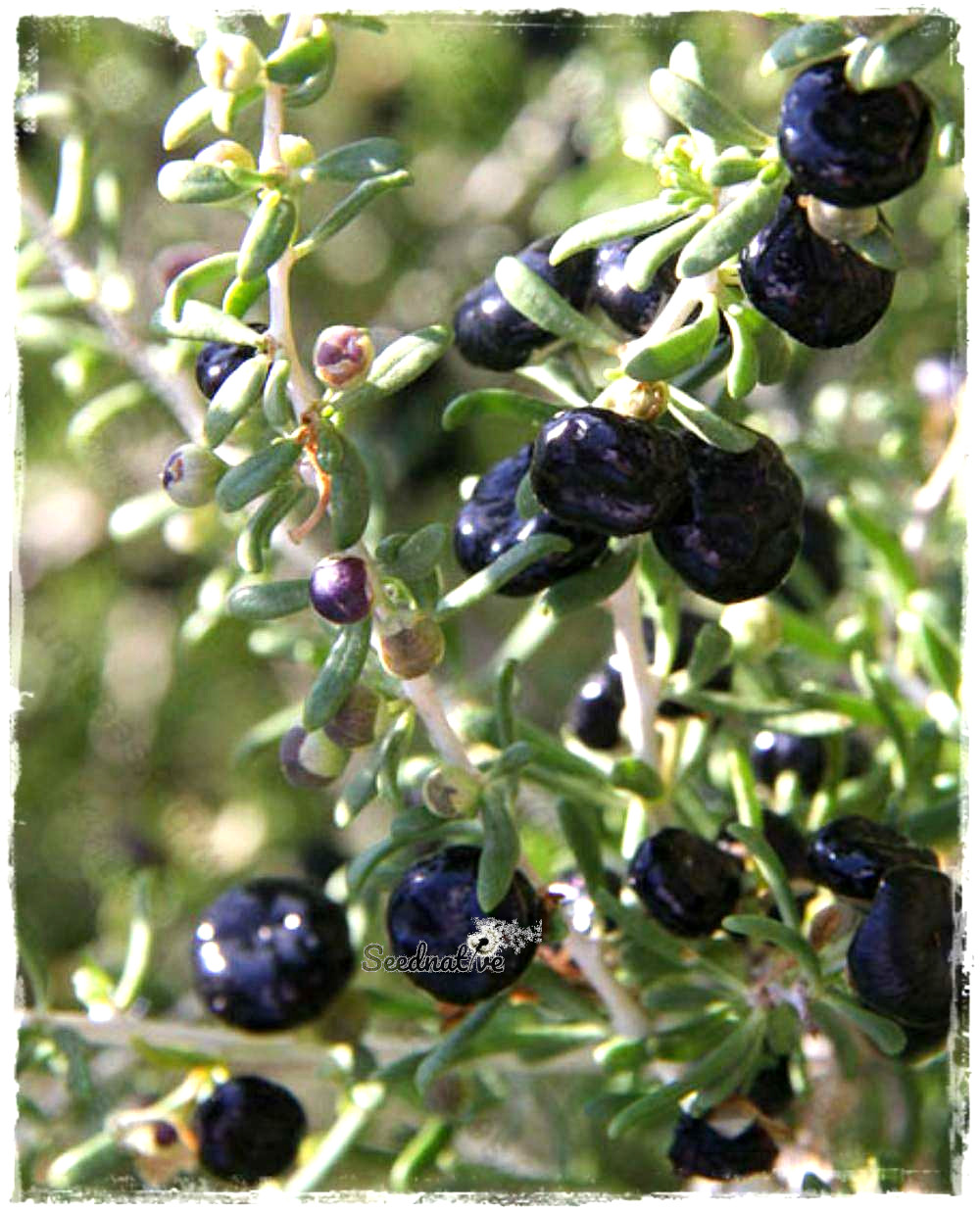 Lycium ruthenicum - Goji negro - 100 semillas 