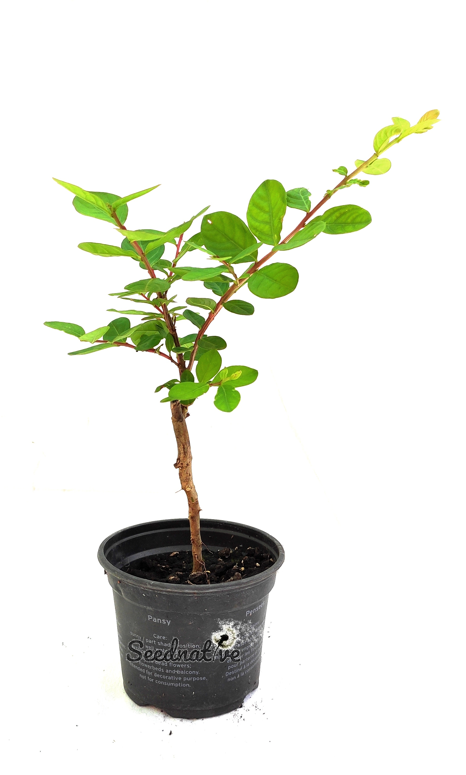 Planta Lagerstroemia indica - Árbol de Jupiter