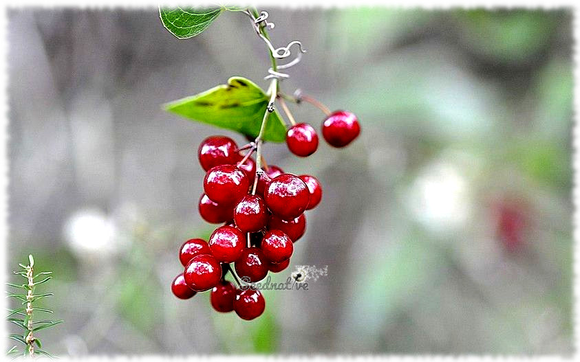 Smilax aspera - Zarzaparrilla - 30 semillas