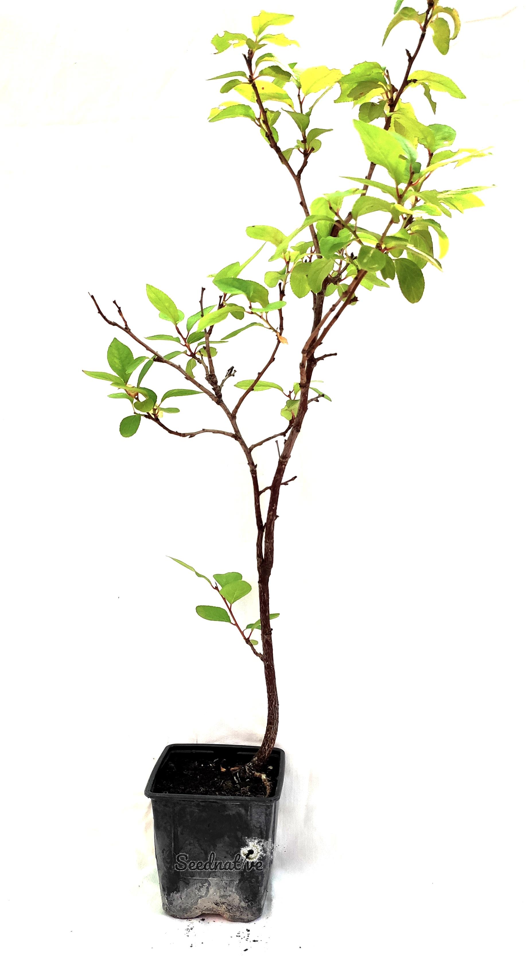 Planta Prunus domestica - Ciruelo sp