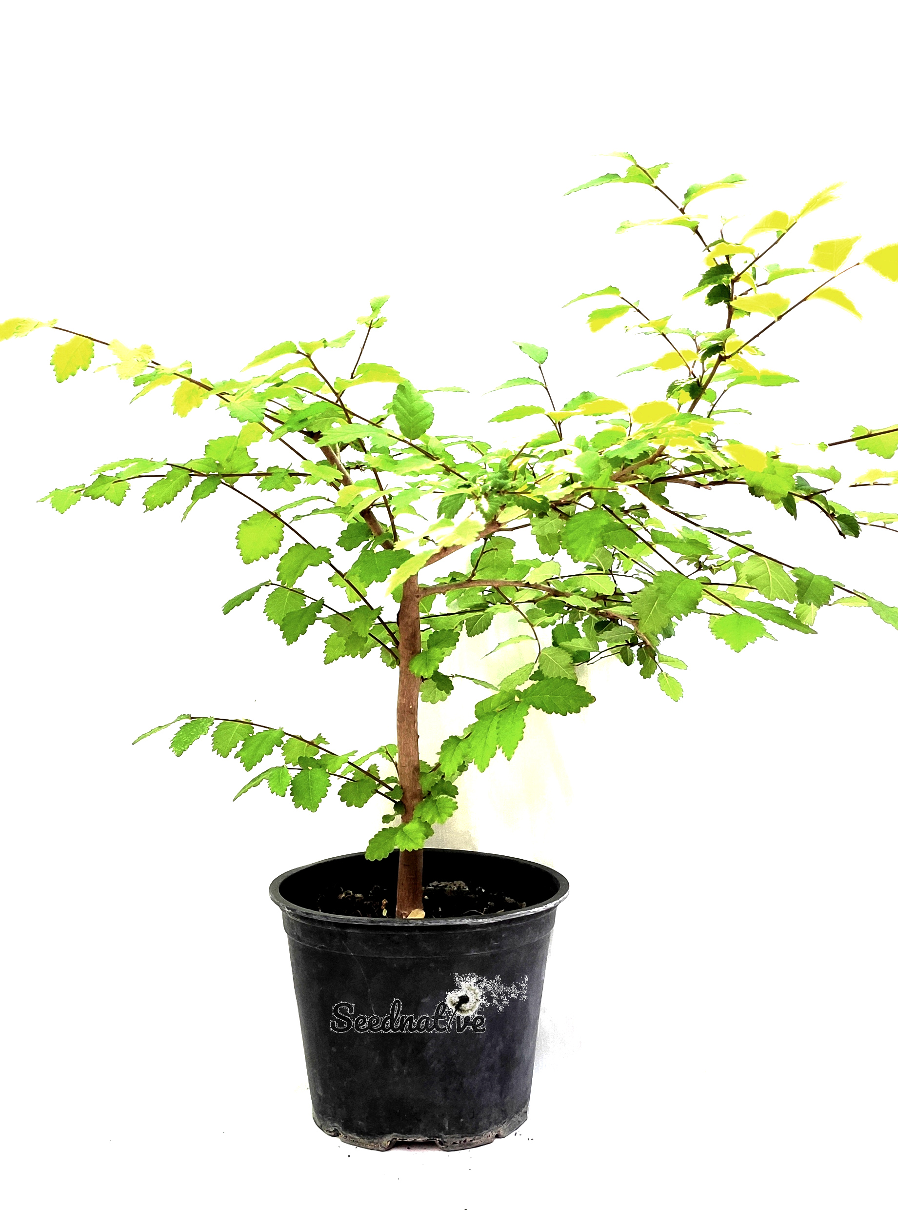 Planta de Olmo - Ulmus minor