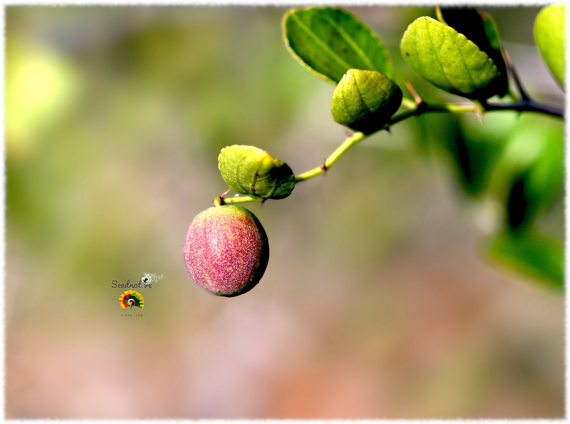 Ziziphus lotus - Azufaifo silvestre - 10 semillas