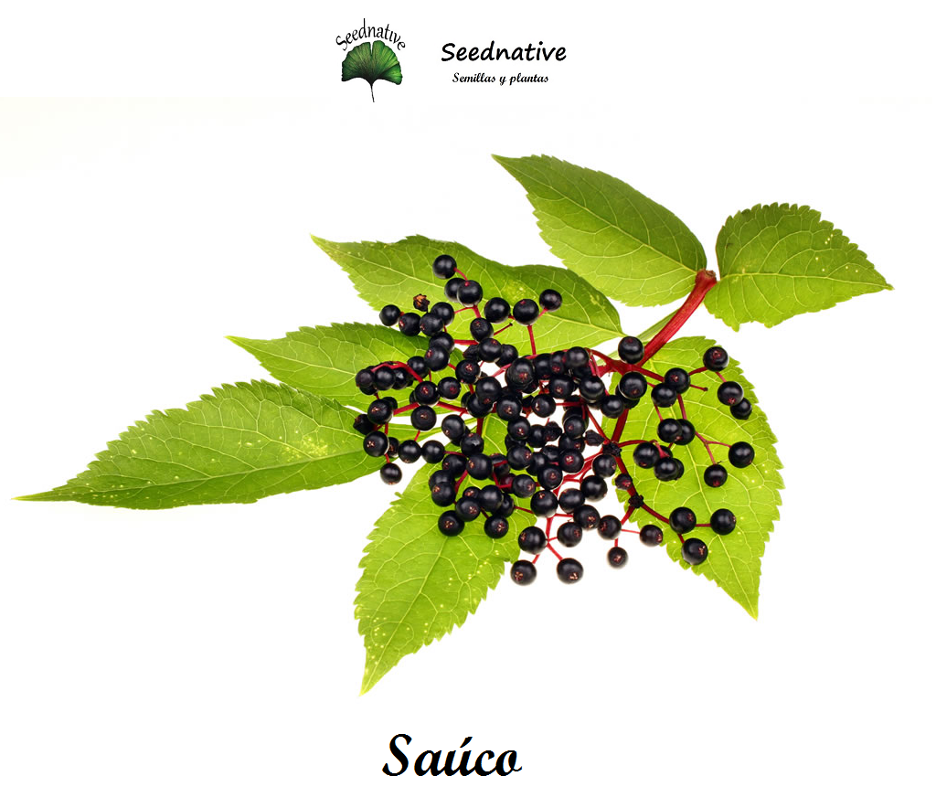 Sambucus nigra - Saúco - 1000 semillas