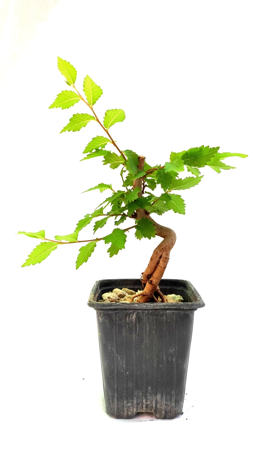 Planta de Olmo - Ulmus minor
