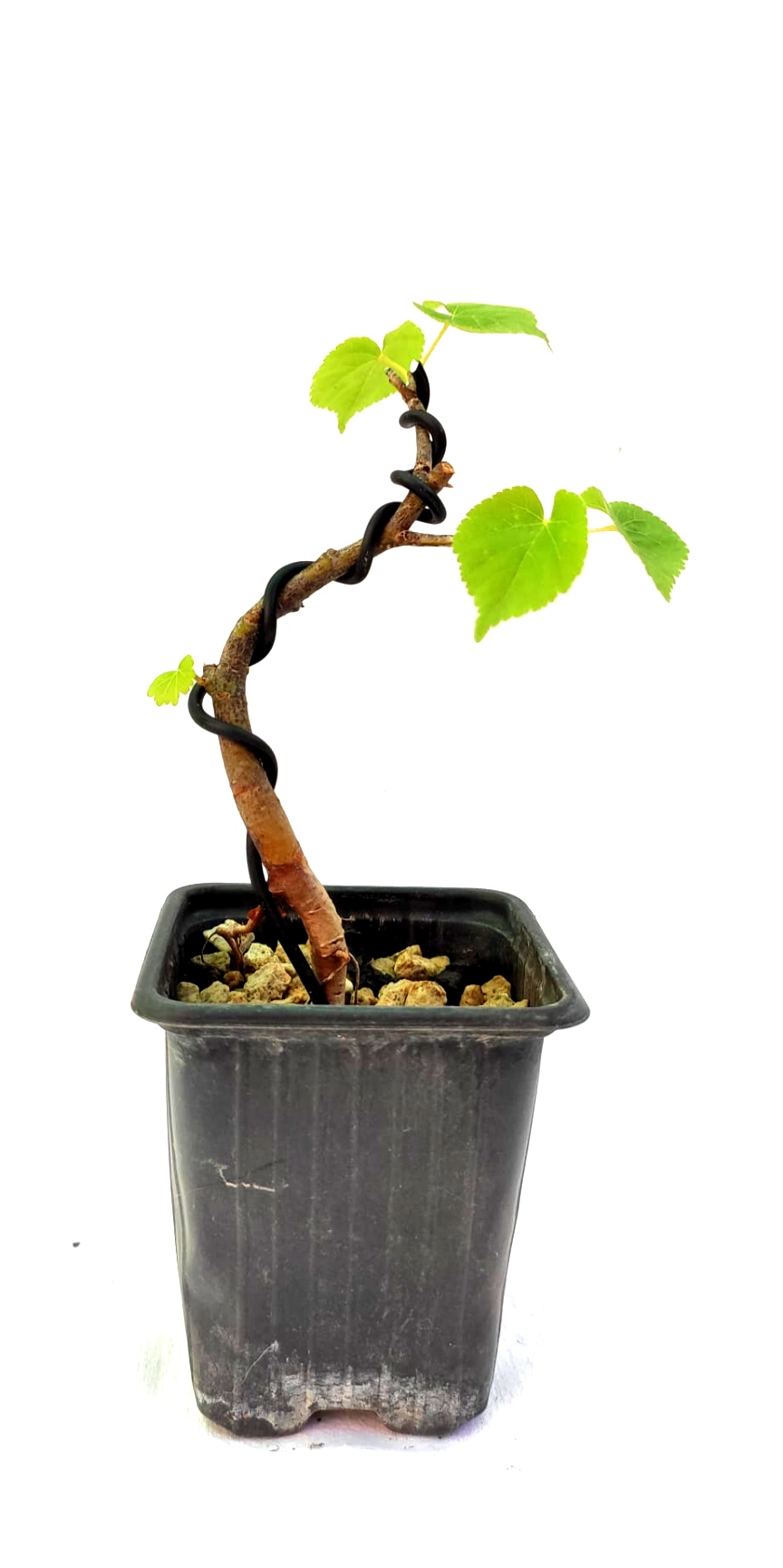 Planta de Tilia cordata - Tilo silvestre 