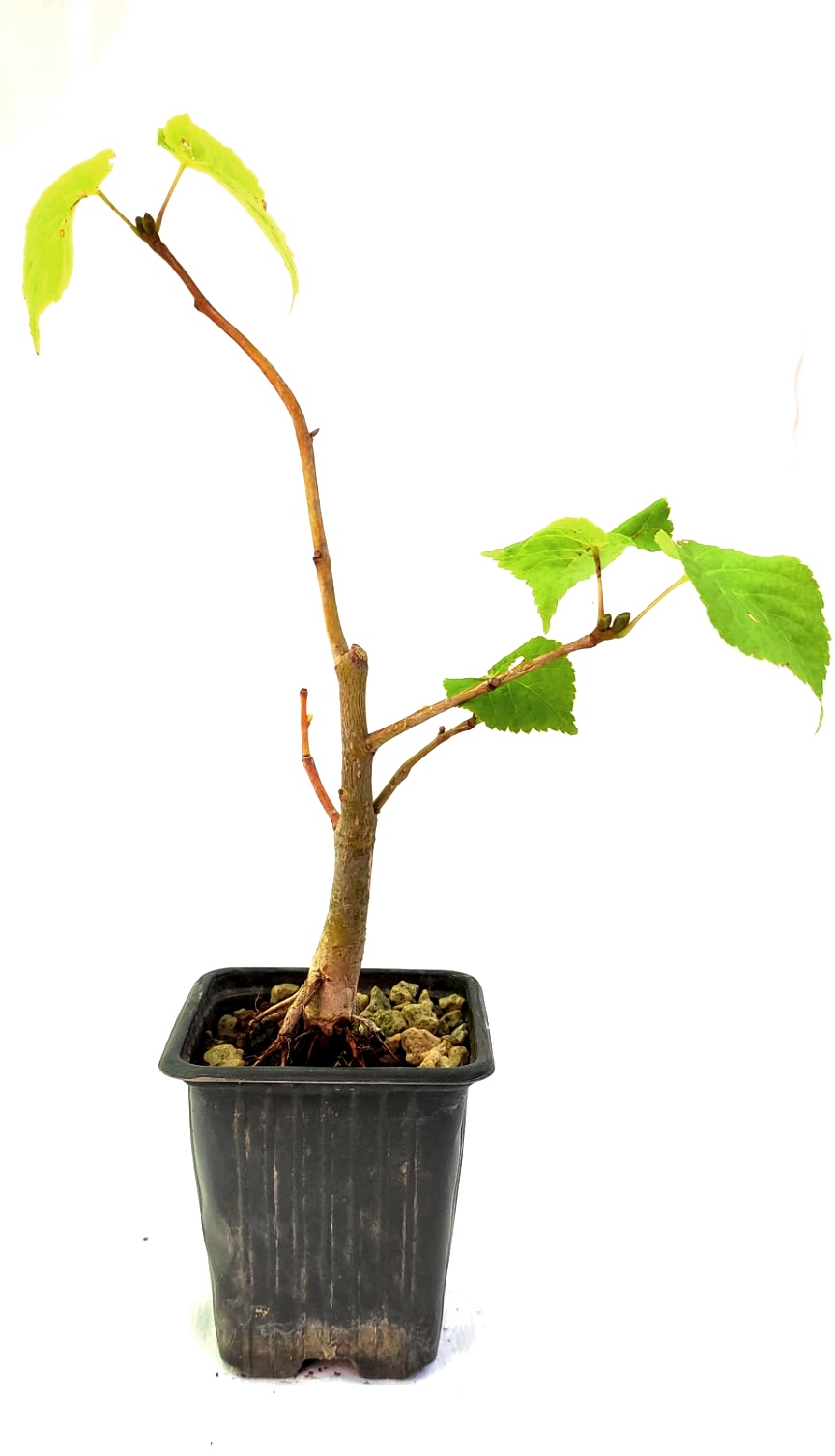 Planta de Tilia cordata - Tilo silvestre 