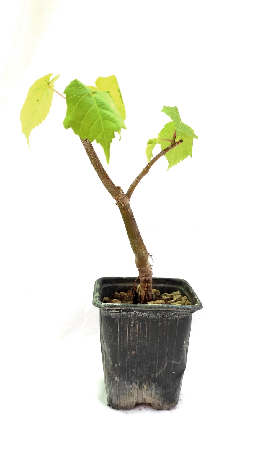 Planta de Tilia cordata - Tilo silvestre 