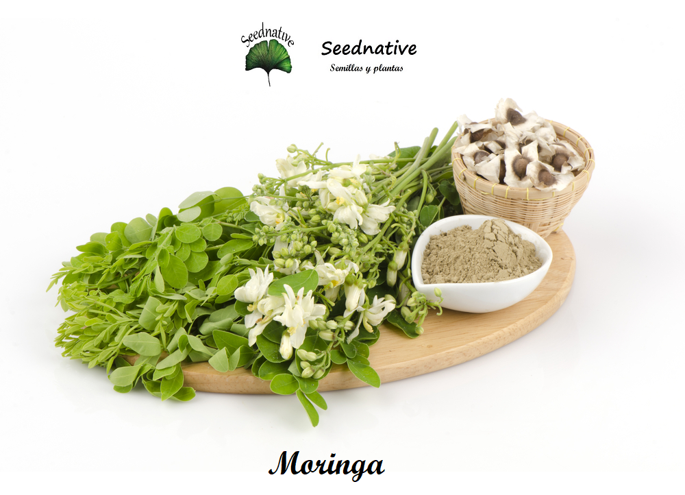 Moringa Oleifera - Moringa - 25 semillas