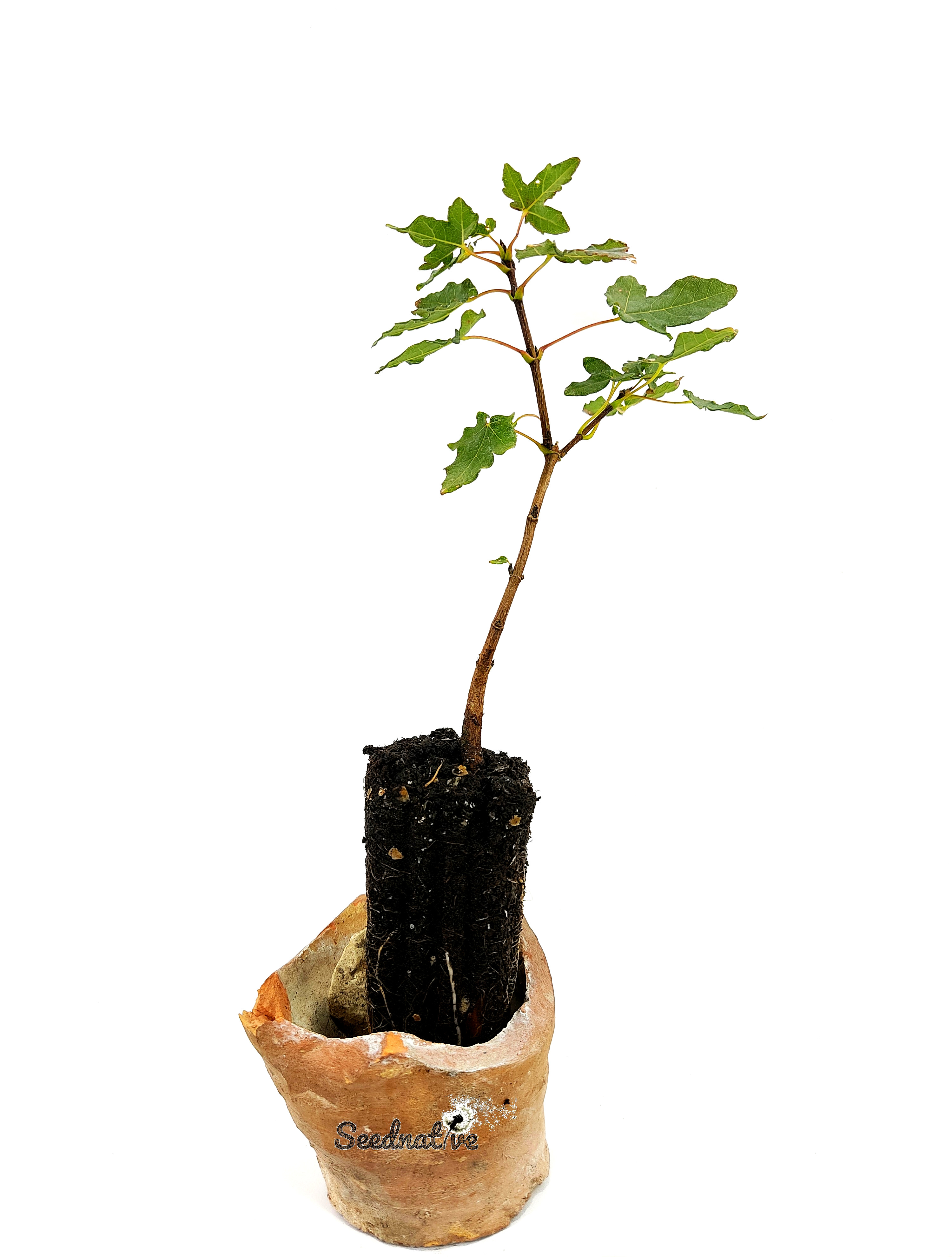 Planta de Arce de Montpellier - Acer monspessulanum - 2 Años