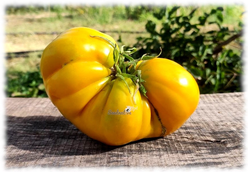 Tomate Huevo de Toro Amarillo - 25 semillas 