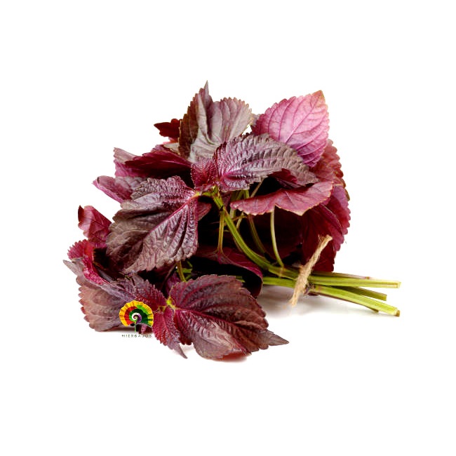 Perilla frutescens var. crispa - Shiso - 300 semillas