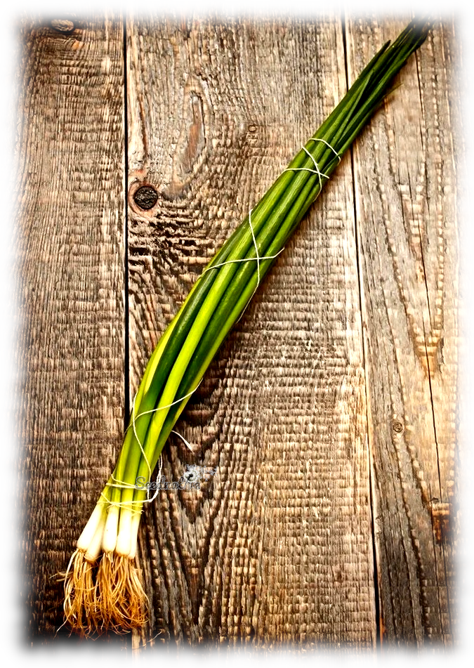 Cebolla Japonesa Ishikura - 500 semillas 