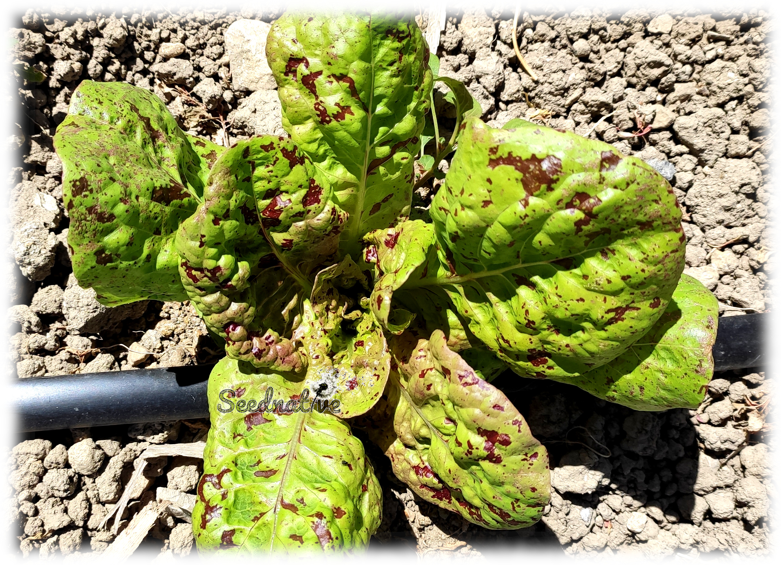 Lechuga Sanguine Amelioree - 1000 semillas