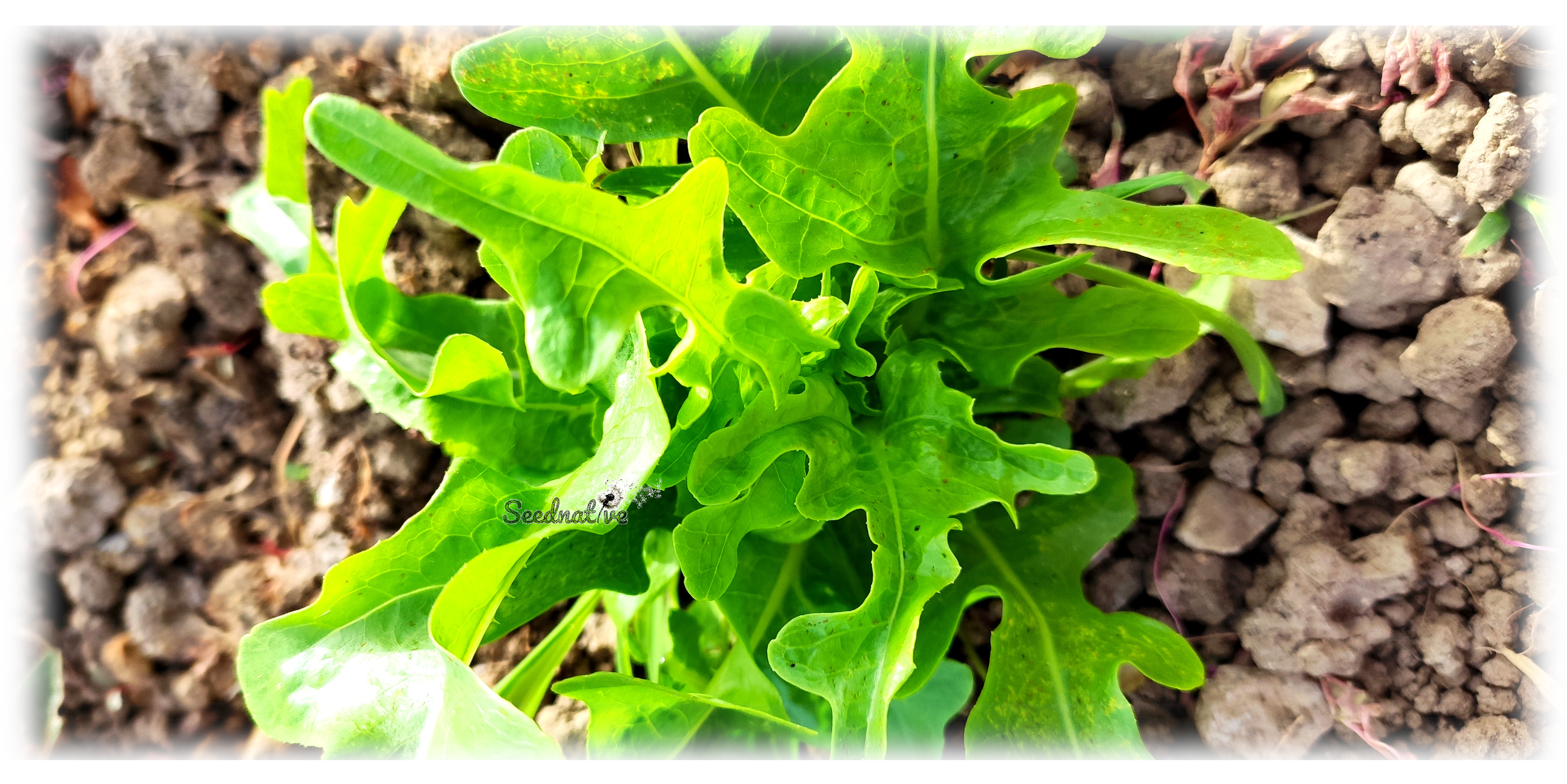 Lechuga Catalogna - 1000 semillas