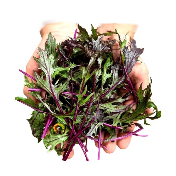 Brassica rapa subsp. nipposinica - Mizuna Purpura - 1000 semillas