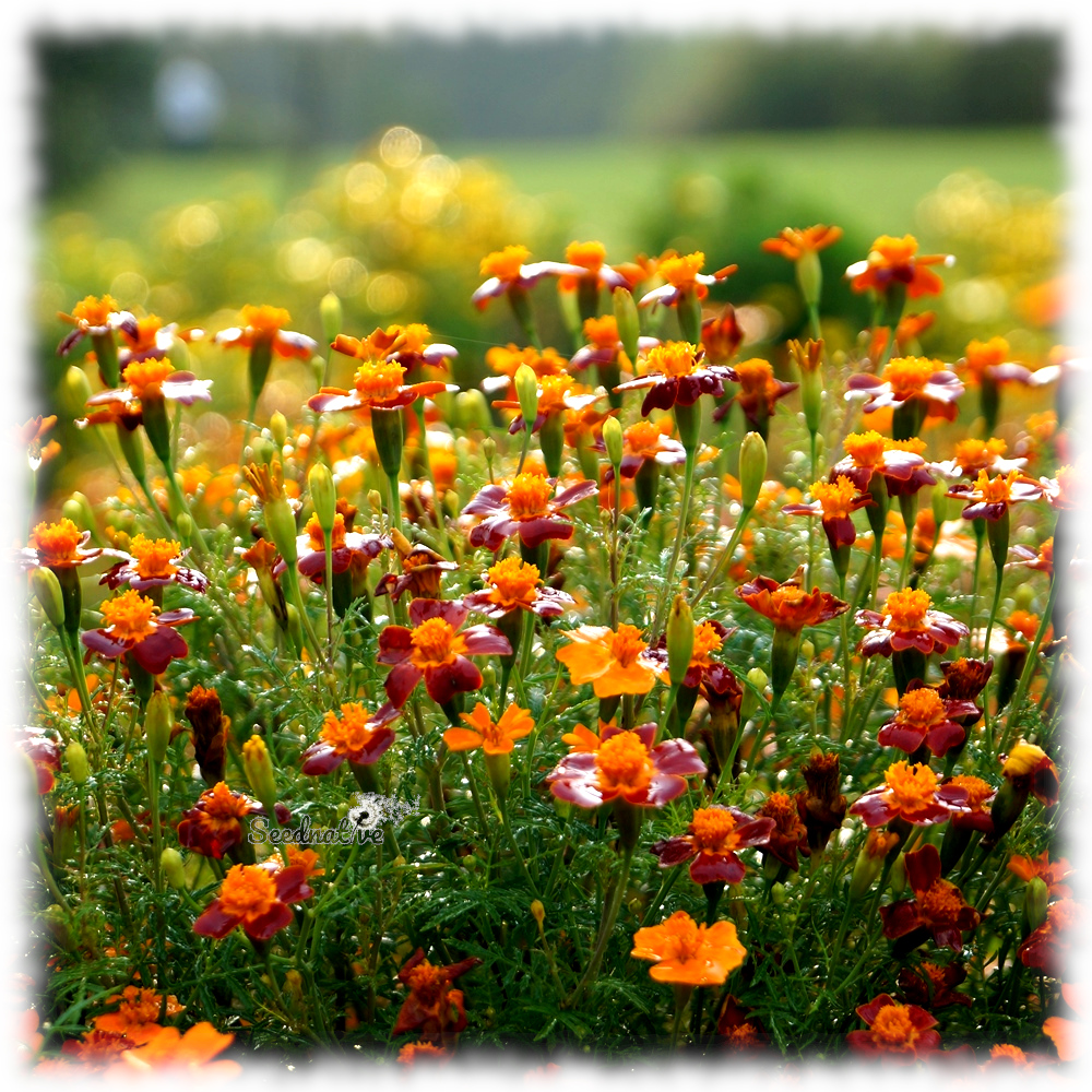 Tagetes tenuifolia - Tagetes de sangre - 300 semillas - Lemon Marigold