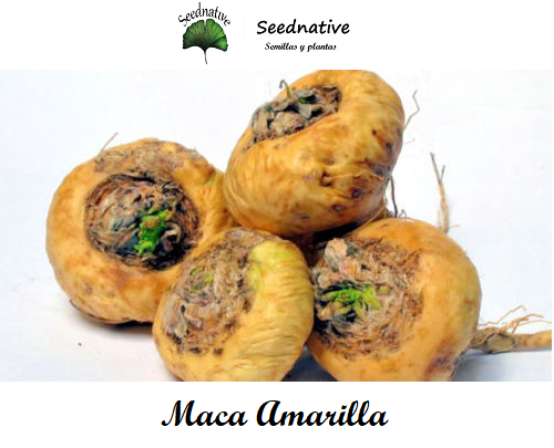Lepidium meyenii - Maca Amarilla - 250 semillas - Maca Andina
