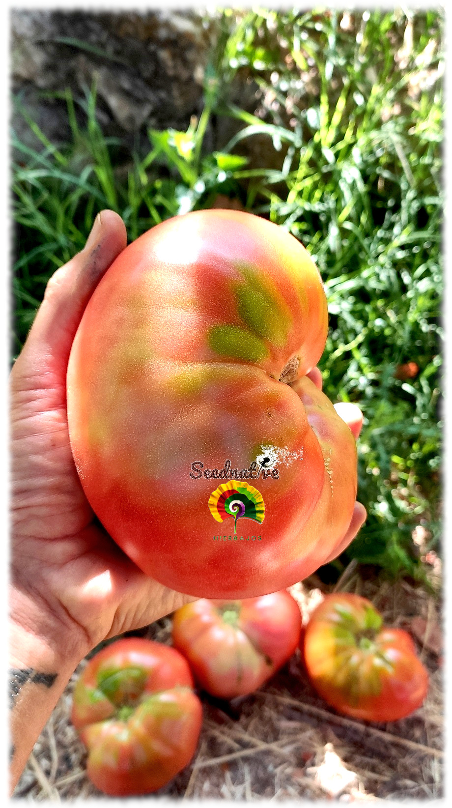 Tomate Rosa de Barbastro - 20 semillas 