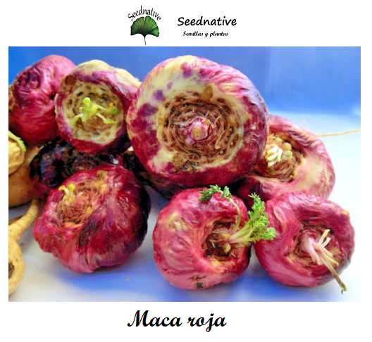 Lepidium meyenii - Maca Roja - 250 semillas - Maca Andina