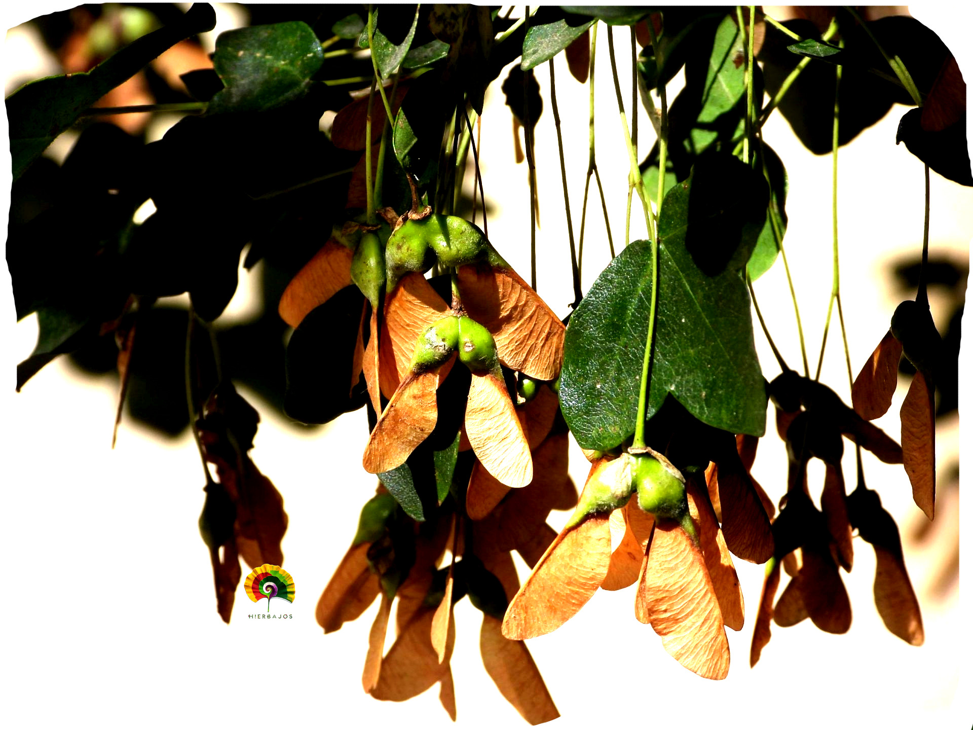 Acer monspessulanum - Arce de Montpellier - 50 semillas