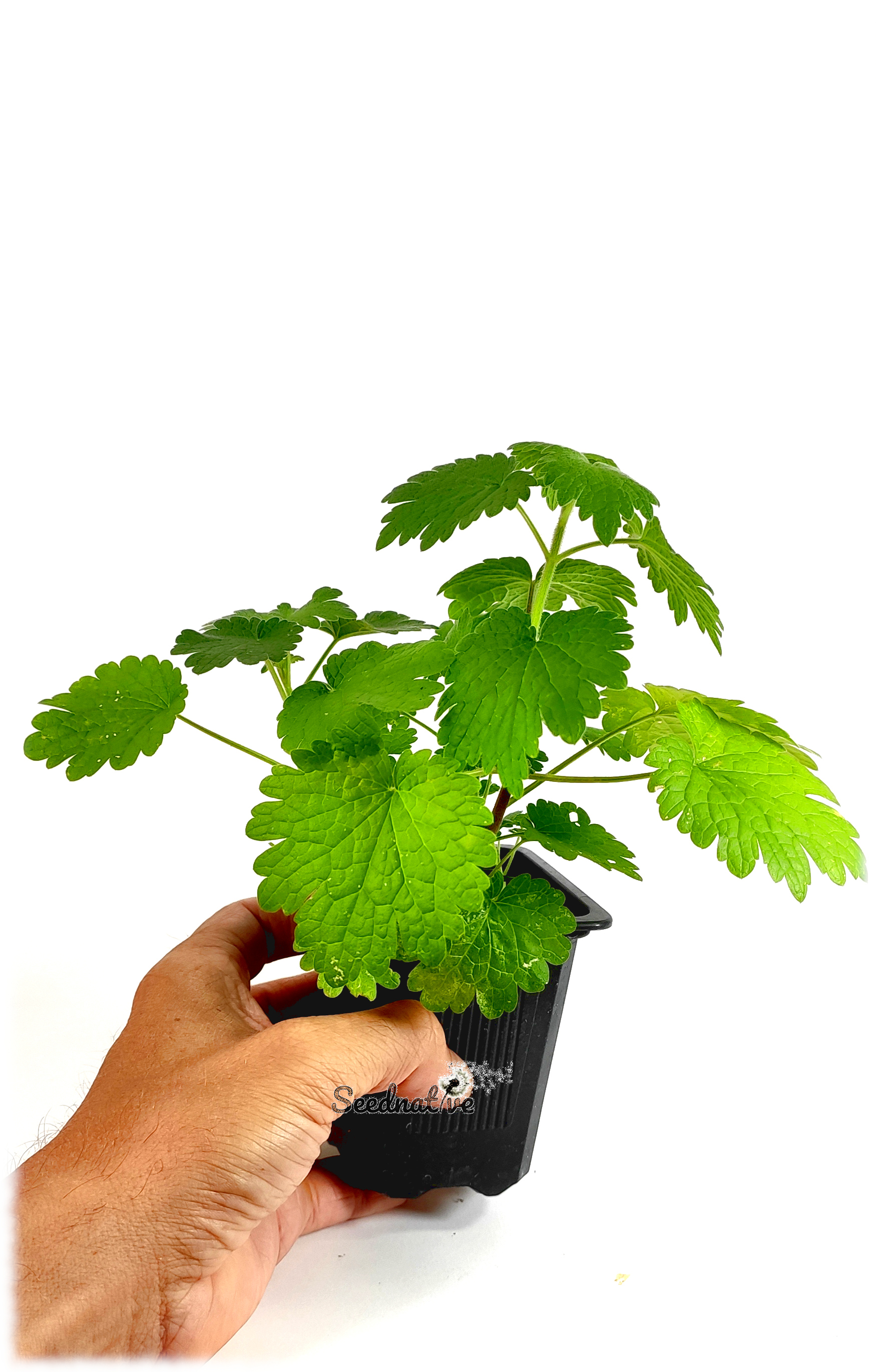 Leonurus cardiaca - Agripalma