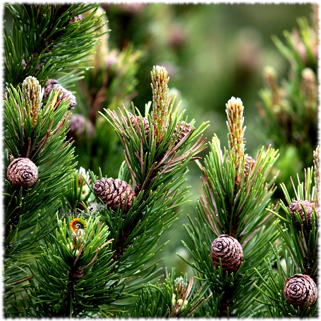 Pinus mugo subsp. mugo - Pino enano - 30 semillas