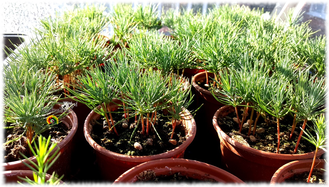 Pinus brutia - Pino Turco - 5 semillas