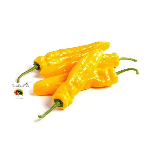 Pimiento Dulce Cuerno de toro amarillo - 100 semillas