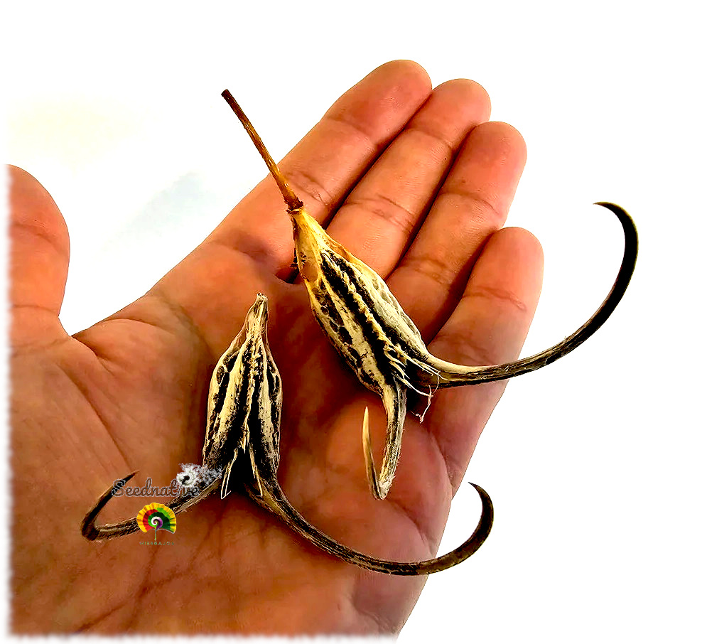 Proboscidea louisianica - Garra del Diablo - 5 semillas