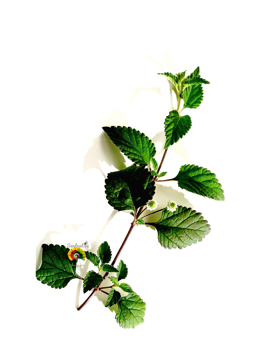 Lippia dulcis - Azúcar de los Aztecas - 100 semillas