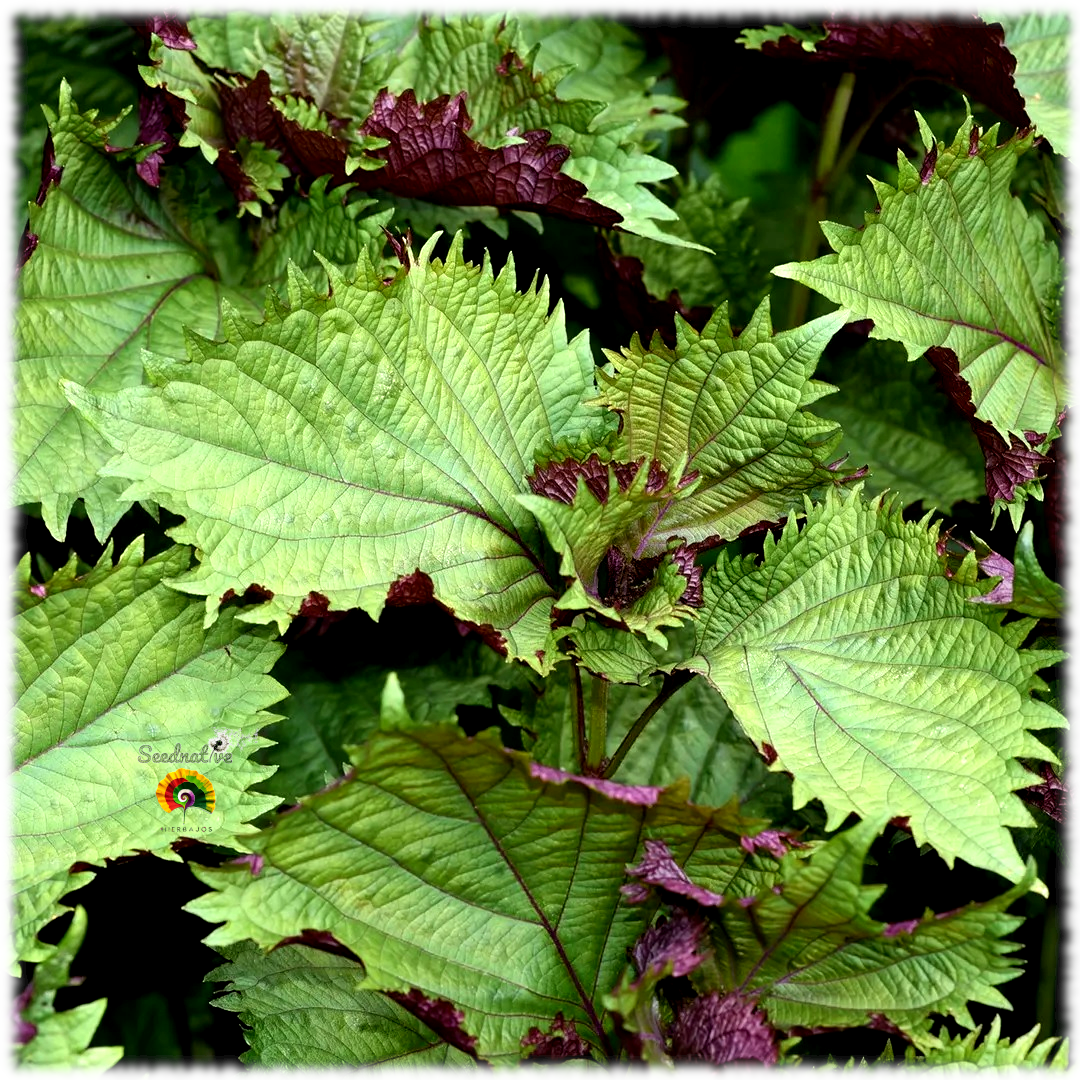 Perilla frutescens - Perilla de Corea - 300 semillas