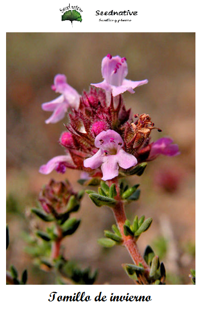 Tomillo de invierno - Thymus hyemalis - 500 semillas