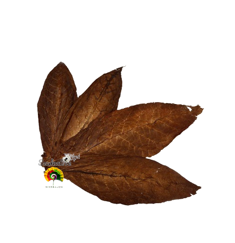 Nicotiana tabacum - Tabaco Kentucky - 500 semillas