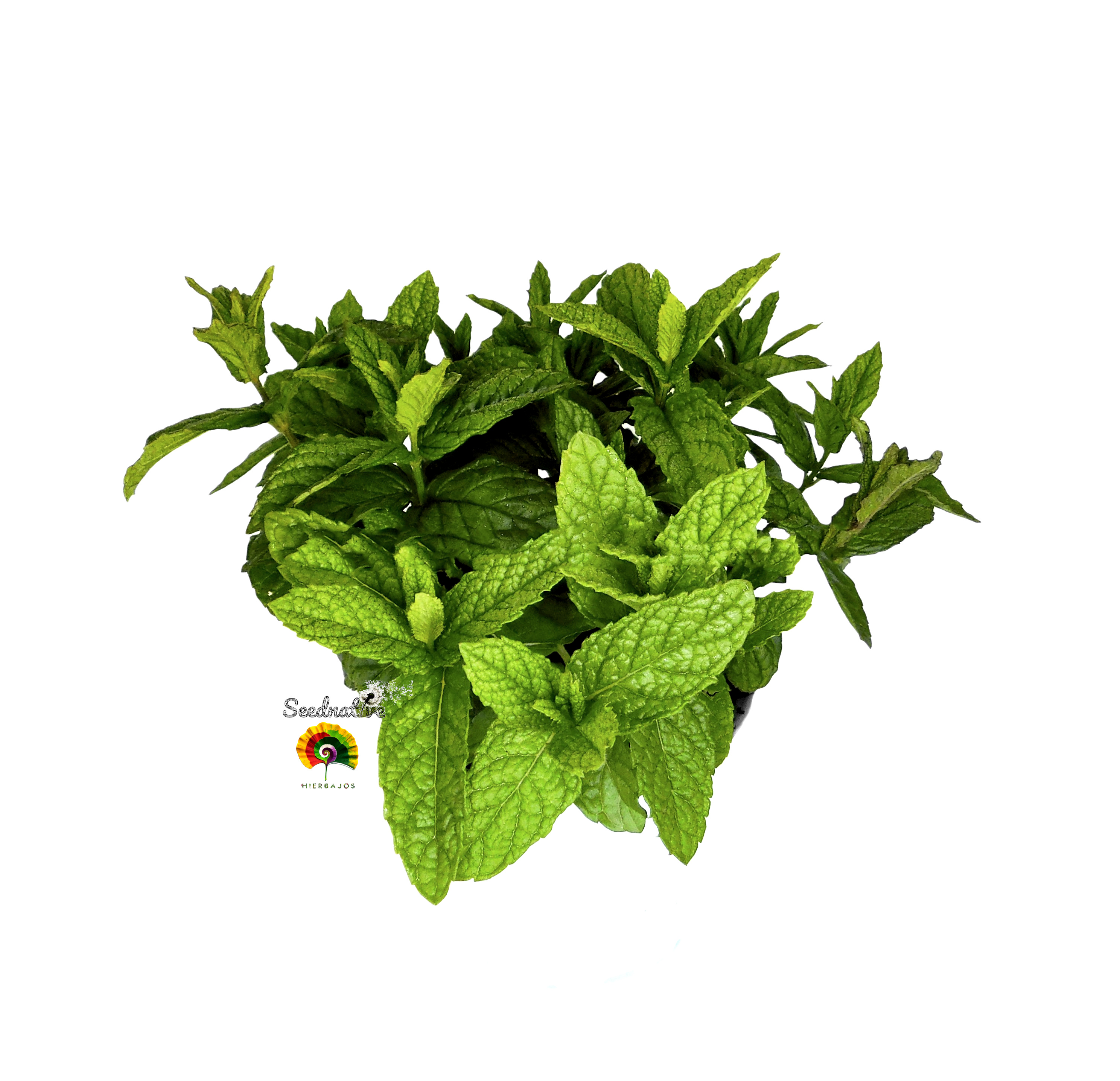 Mentha spicata - Hierbabuena - 1000 semillas