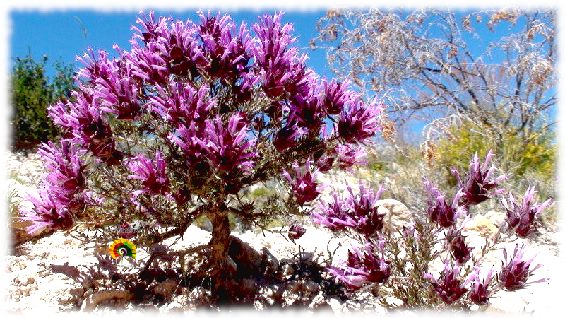Thymus longiflorus - Tomillo Real - 500 semillas