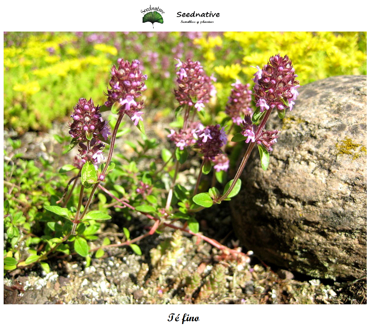 Thymus pulegioides - 500 semillas
