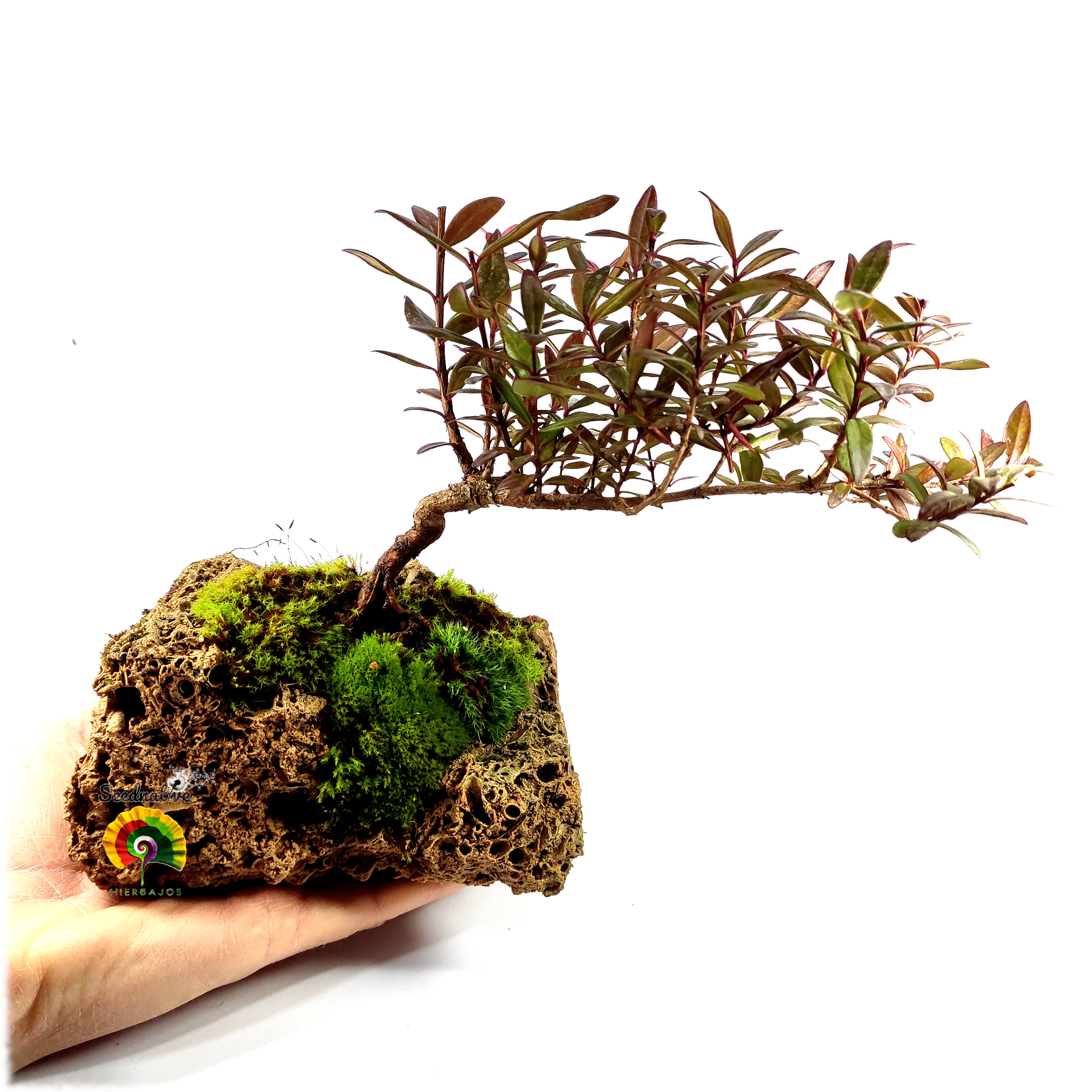 Mirto - Myrtus communis