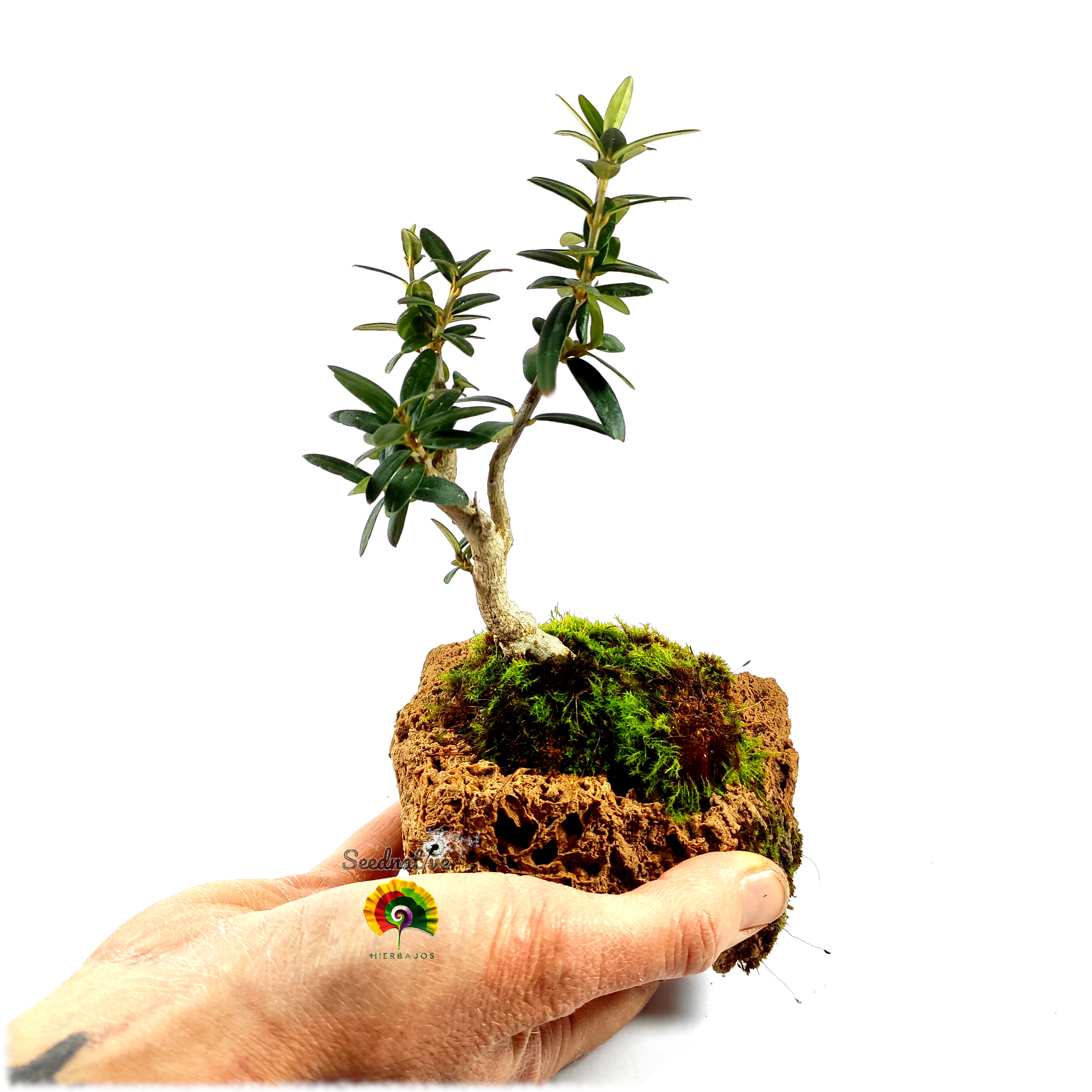 Olivo - Olea europaea