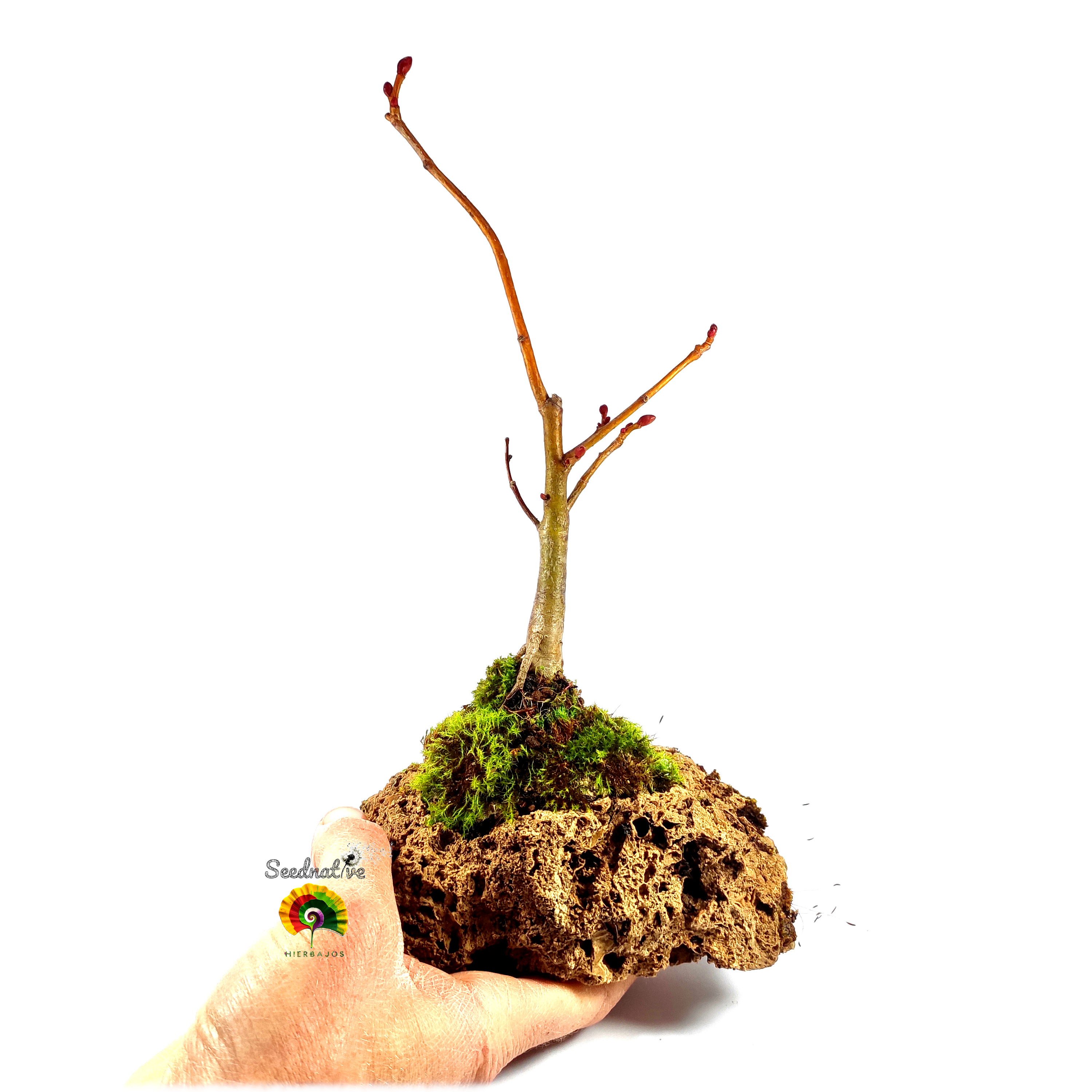 Tilia cordata - Tilo silvestre 