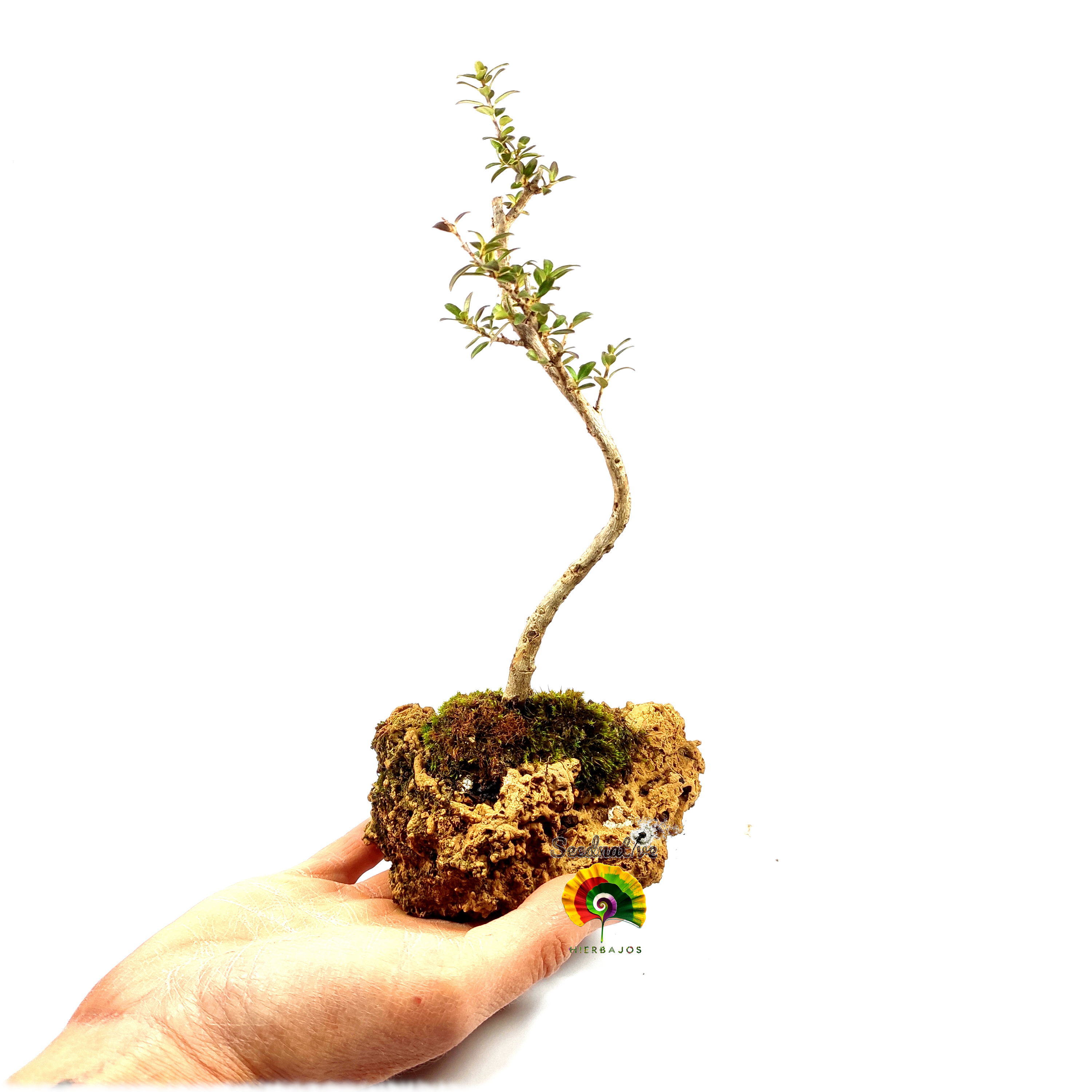 Acebuche - Olea europaea var. sylvestris