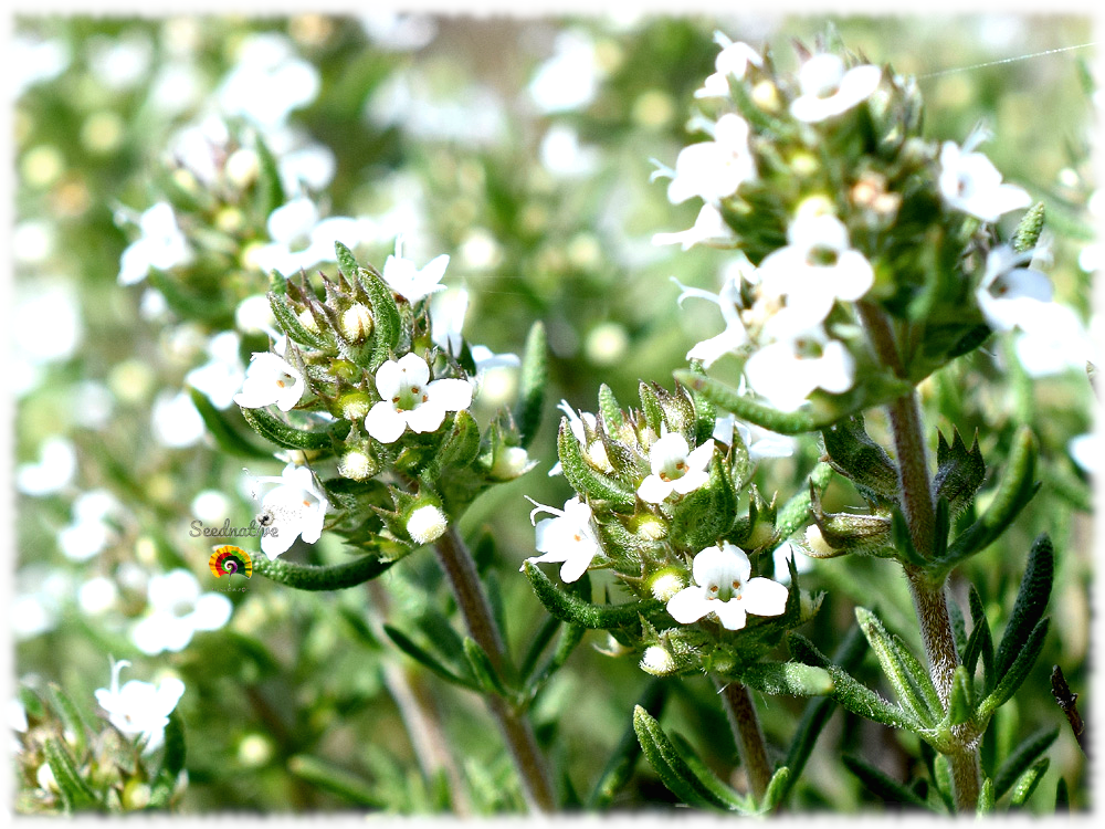 Thymus zygis gracilis - Tomillo salsero - 500 semillas