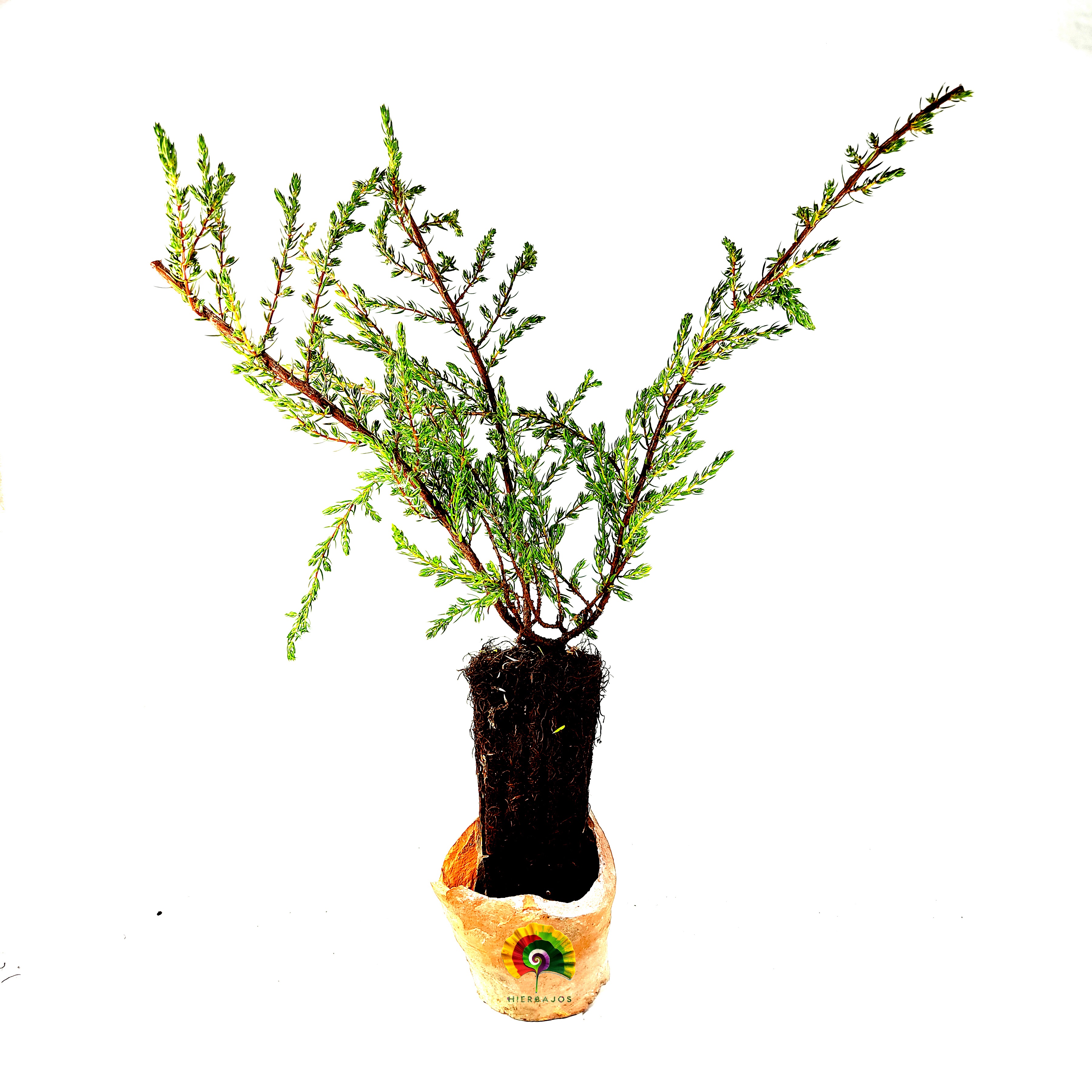 Planta Juniperus communis 'Repanda' - Enebro rastrero