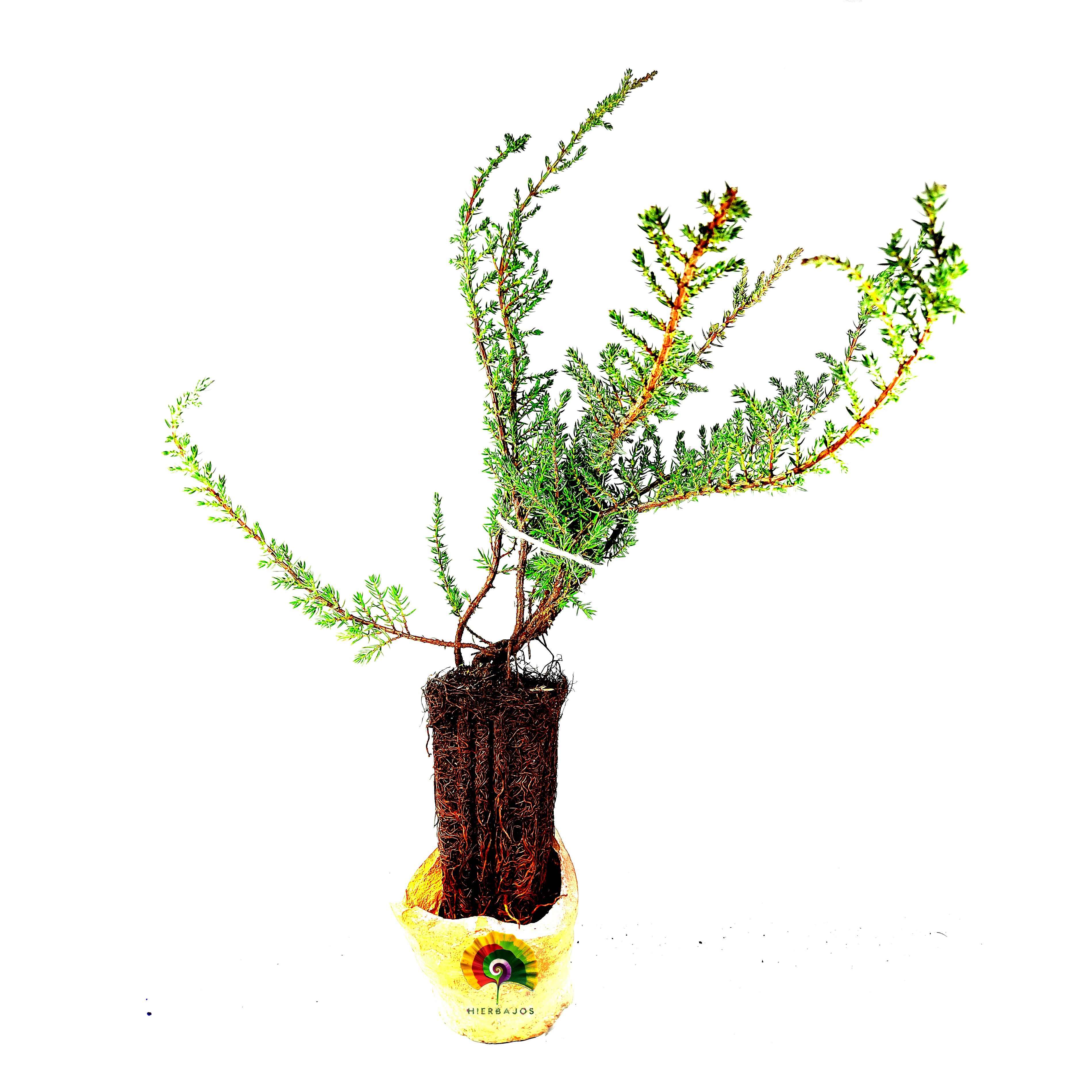 Planta Juniperus communis 'Green Carpet' - Enebro enano
