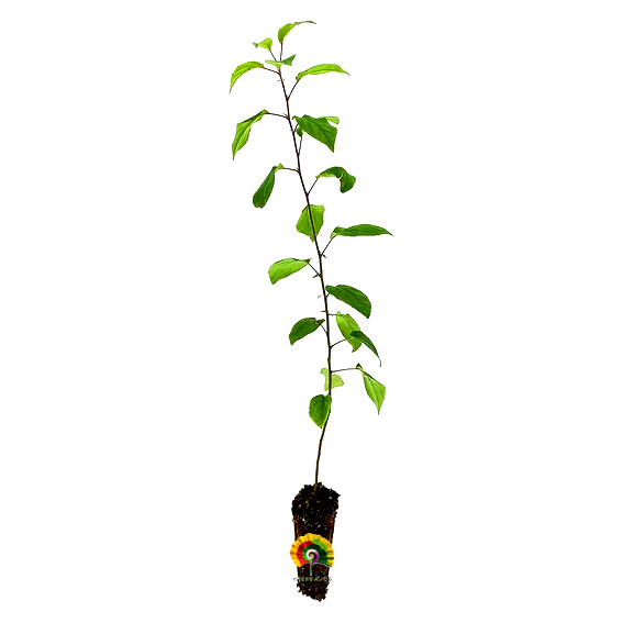 Planta Malus sylvestris - Maguillo