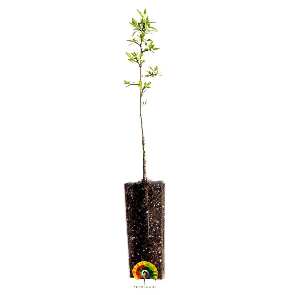 Planta Pyrus communis - Peral Común
