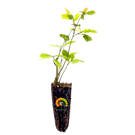 Planta Quercus robur - Roble