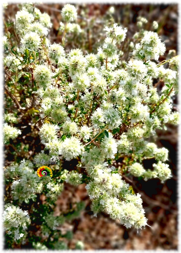 Thymus mastichina - Tomillo blanco - 500 semillas